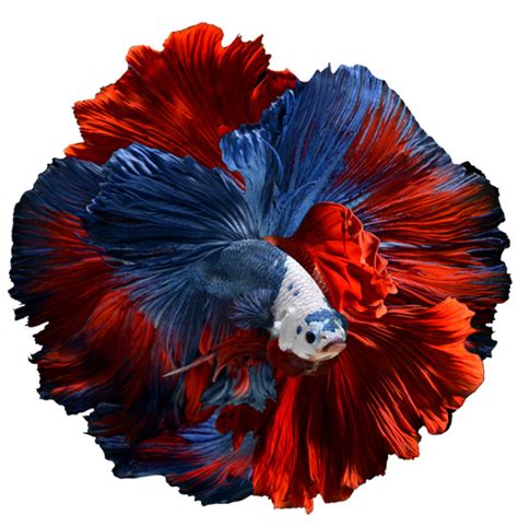 Buy Aquarium Fish Online – Fishykart.in.
